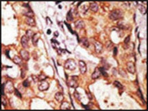 Anti-URM1 (N-term) antibody produced in rabbit Ig fraction of antiserum, buffered aqueous solution