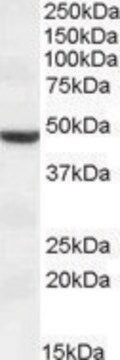 Anti-TMPRSS4 antibody produced in goat affinity isolated antibody, buffered aqueous solution