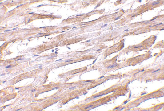 Anti-Unc93b antibody produced in rabbit affinity isolated antibody, buffered aqueous solution