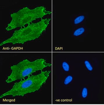 Anti-GAPDH, C-Terminal antibody produced in goat affinity isolated antibody, buffered aqueous solution