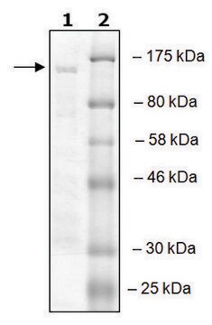 RNF20 active human recombinant, expressed in baculovirus infected Sf9 cells, &#8805;50% (SDS-PAGE)