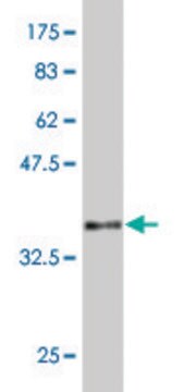 Monoclonal Anti-MAZ antibody produced in mouse clone 1C1, purified immunoglobulin, buffered aqueous solution