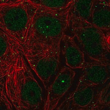 Anti-NELFCD antibody produced in rabbit Prestige Antibodies&#174; Powered by Atlas Antibodies, affinity isolated antibody