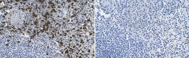 Anti-FUT4/CD15 Antibody, clone 1H4 ZooMAb&#174; Rabbit Monoclonal recombinant, expressed in HEK 293 cells