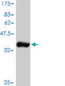 Monoclonal Anti-AKT2 antibody produced in mouse clone 1B3, purified immunoglobulin, buffered aqueous solution