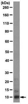 Anti-Calcyclin Antibody, clone CPTC-Calcyclin-2 clone CPTC-Calcyclin-2, from mouse