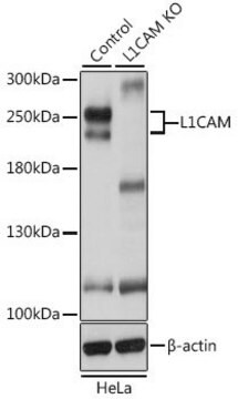 Anti-L1CAM antibody produced in rabbit