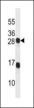 ANTI-KDELR2(C-TERMINAL) antibody produced in rabbit affinity isolated antibody, buffered aqueous solution