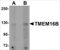Anti-TMEM16B antibody produced in rabbit affinity isolated antibody, buffered aqueous solution