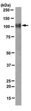 Anti-Integrin Beta1 Antibody, clone 8E3 clone 8E3, from mouse