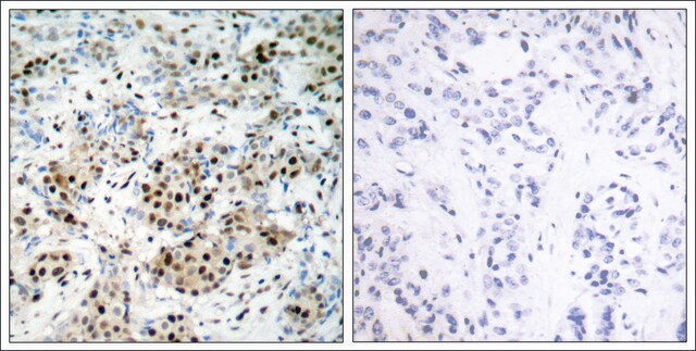 Anti-phospho-CREB1 (pSer133) antibody produced in rabbit affinity isolated antibody