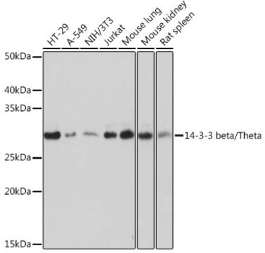 Anti-14-3-3 beta/zeta Antibody, clone 3J3J9, Rabbit Monoclonal