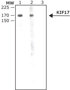 Anti-KIF17 antibody produced in rabbit affinity isolated antibody, buffered aqueous solution