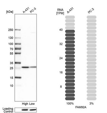 Anti-FAM92A antibody produced in rabbit Prestige Antibodies&#174; Powered by Atlas Antibodies, affinity isolated antibody, buffered aqueous glycerol solution, ab2