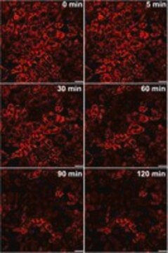 BioTracker ERthermAC Temperature-Sensitive Live Cell Dye