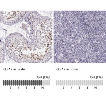 Anti-KLF17 antibody produced in rabbit Prestige Antibodies&#174; Powered by Atlas Antibodies, affinity isolated antibody, buffered aqueous glycerol solution