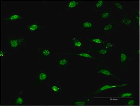 Monoclonal Anti-ID1 antibody produced in mouse clone 3A9, purified immunoglobulin, buffered aqueous solution