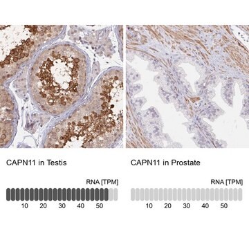 Anti-CAPN11 antibody produced in rabbit Prestige Antibodies&#174; Powered by Atlas Antibodies, affinity isolated antibody, buffered aqueous glycerol solution