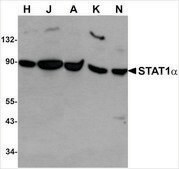 Anti-STAT1&#945; antibody produced in rabbit IgG fraction of antiserum, buffered aqueous solution