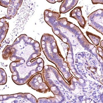 Anti-SLF1 antibody produced in rabbit Prestige Antibodies&#174; Powered by Atlas Antibodies, affinity isolated antibody, buffered aqueous glycerol solution