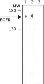 Monoclonal Anti-Epidermal Growth Factor Receptor antibody produced in mouse clone 29.1, ascites fluid