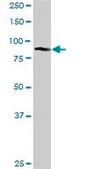 Anti-GOLGA5 antibody produced in rabbit purified immunoglobulin, buffered aqueous solution