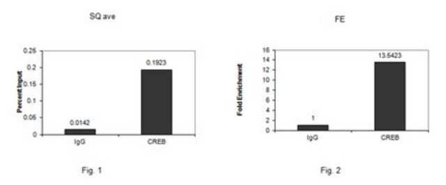 Anti-CREB-1 Antibody from rabbit, purified by affinity chromatography