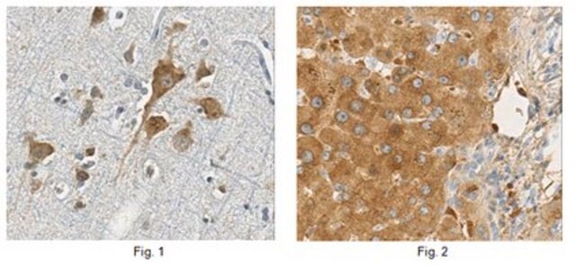 Anti-PAH Antibody, clone 6H10.1 clone 6H10.1, from mouse