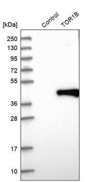 Anti-TOR1B antibody produced in rabbit Prestige Antibodies&#174; Powered by Atlas Antibodies, affinity isolated antibody, buffered aqueous glycerol solution, Ab2