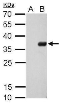 Monoclonal Anti-S Tag antibody produced in mouse clone GT727, affinity isolated antibody