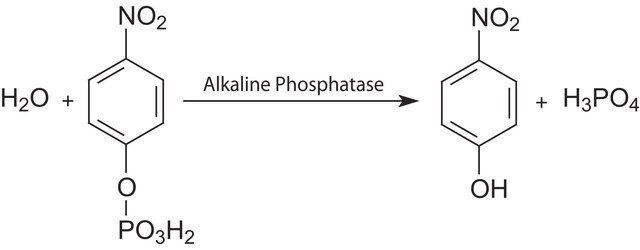 Phosphatase substrate Suitable for manufacturing of diagnostic kits and reagents