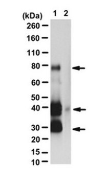 Anti-GAL4 Antibody (activation domain) from rabbit, purified by affinity chromatography