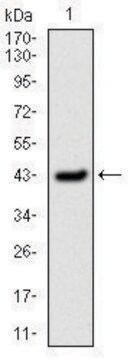 Monoclonal Anti-SERPINE1 antibody produced in mouse clone 1D5, purified immunoglobulin, buffered aqueous solution