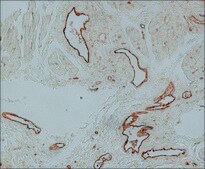 Anti-von Willebrand Factor antibody produced in rabbit IgG fraction of antiserum, buffered aqueous solution