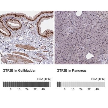 Anti-GTF2B antibody produced in rabbit Prestige Antibodies&#174; Powered by Atlas Antibodies, affinity isolated antibody, buffered aqueous glycerol solution