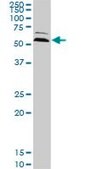 Monoclonal Anti-UBQLN2 antibody produced in mouse clone 5F5, purified immunoglobulin, buffered aqueous solution