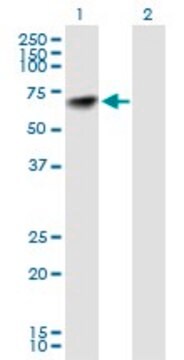 Anti-NARS antibody produced in mouse purified immunoglobulin, buffered aqueous solution