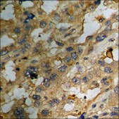 Anti-phospho-Akt (pSer129) antibody produced in rabbit affinity isolated antibody