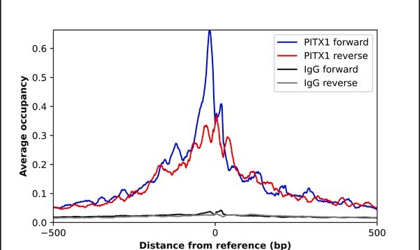 Anti-PITX1 antibody produced in rabbit Prestige Antibodies&#174; Powered by Atlas Antibodies, affinity isolated antibody, buffered aqueous glycerol solution