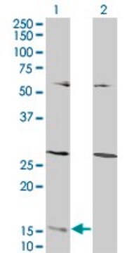 Monoclonal Anti-GHRL antibody produced in mouse clone 1C8, purified immunoglobulin, buffered aqueous solution