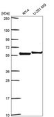 Anti-Clu Antibody Produced In Rabbit Prestige Antibodies&#174; Powered by Atlas Antibodies, affinity isolated antibody, buffered aqueous glycerol solution
