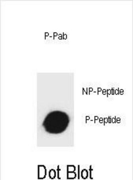 Anti-phospho-mouse KIT(T357) antibody produced in rabbit affinity isolated antibody, buffered aqueous solution