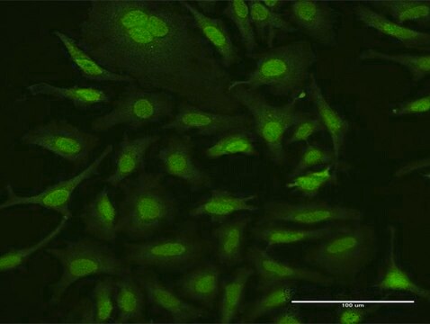 Anti-UBA7 antibody produced in rabbit purified immunoglobulin, buffered aqueous solution