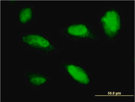 Monoclonal Anti-PHOX2A antibody produced in mouse clone 4F6, purified immunoglobulin, buffered aqueous solution