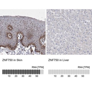 Anti-ZNF750 antibody produced in rabbit Prestige Antibodies&#174; Powered by Atlas Antibodies, affinity isolated antibody, buffered aqueous glycerol solution, Ab1