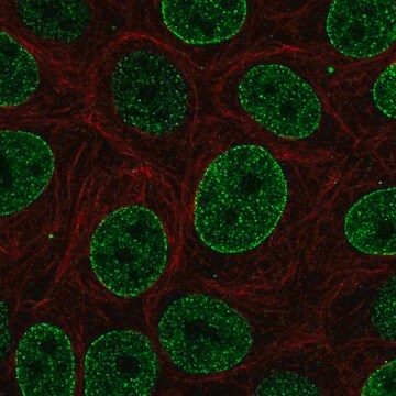 Anti-SNAPC4 antibody produced in rabbit Prestige Antibodies&#174; Powered by Atlas Antibodies, affinity isolated antibody