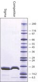 Calmodulin from bovine testes BioUltra, &#8805;98% (SDS-PAGE), lyophilized powder, essentially salt free