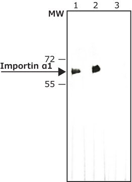 Anti-Importin &#945;1 antibody, Rat monoclonal clone 1A6, purified from hybridoma cell culture