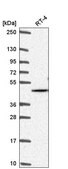 Anti-AKT2 antibody produced in rabbit Prestige Antibodies&#174; Powered by Atlas Antibodies, affinity isolated antibody