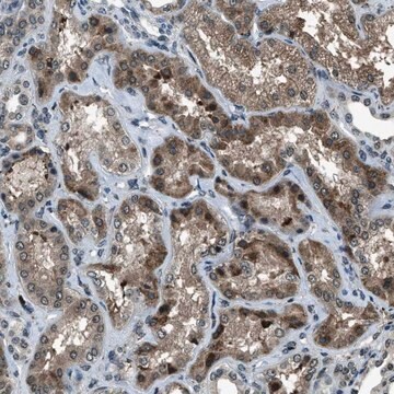 Anti-ACTL9 antibody produced in rabbit Prestige Antibodies&#174; Powered by Atlas Antibodies, affinity isolated antibody, buffered aqueous glycerol solution, Ab1